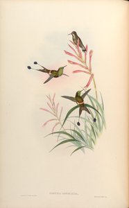 Discura longicauda = Discosura longicauda de John Gould